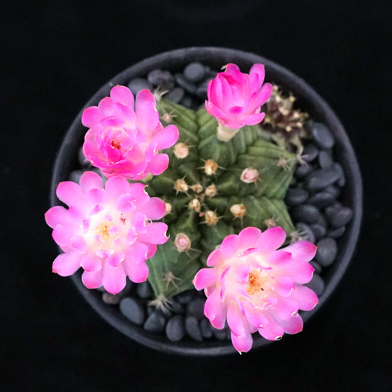 绿花瓦格牡丹仙人新品稀有有大花美花丽花多多肉植物