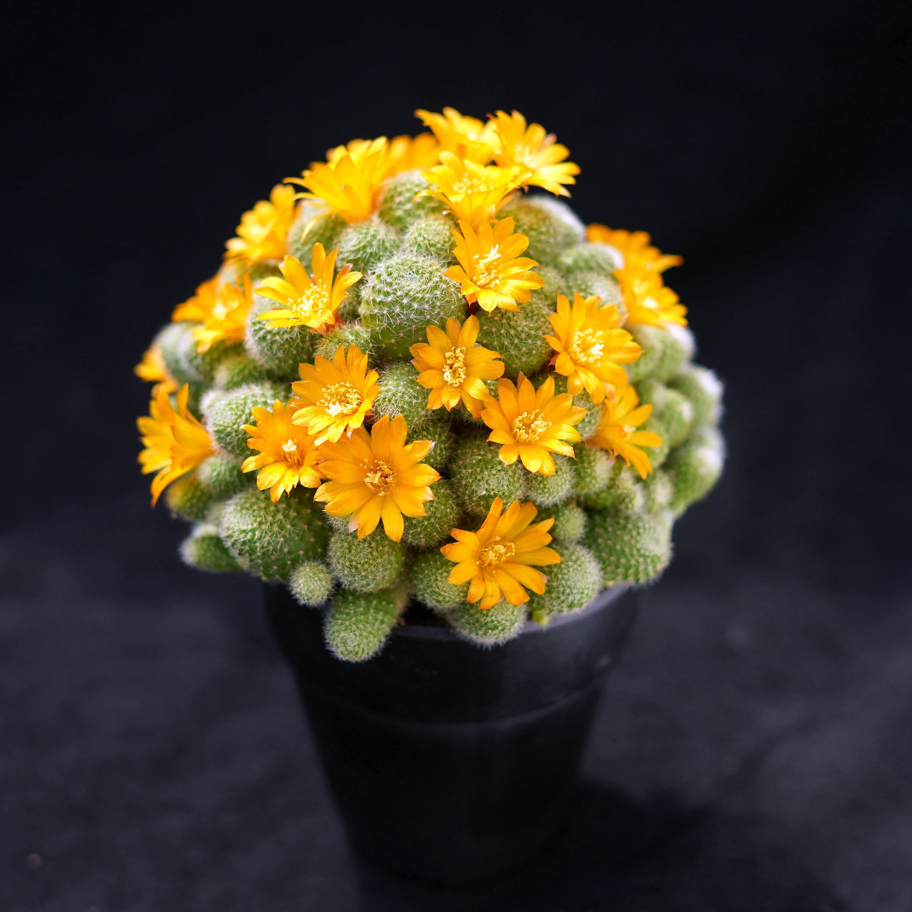 金蝶群生一物一拍宝山子孙球属开花仙人仙人掌多肉植物