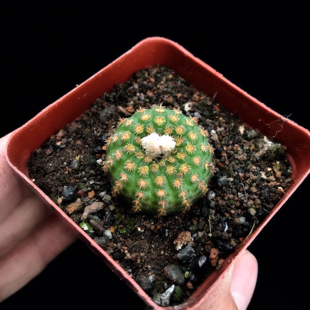 实生仙人球艳姬士黄金蜈蚣丸豹之子狸之子多多肉植物