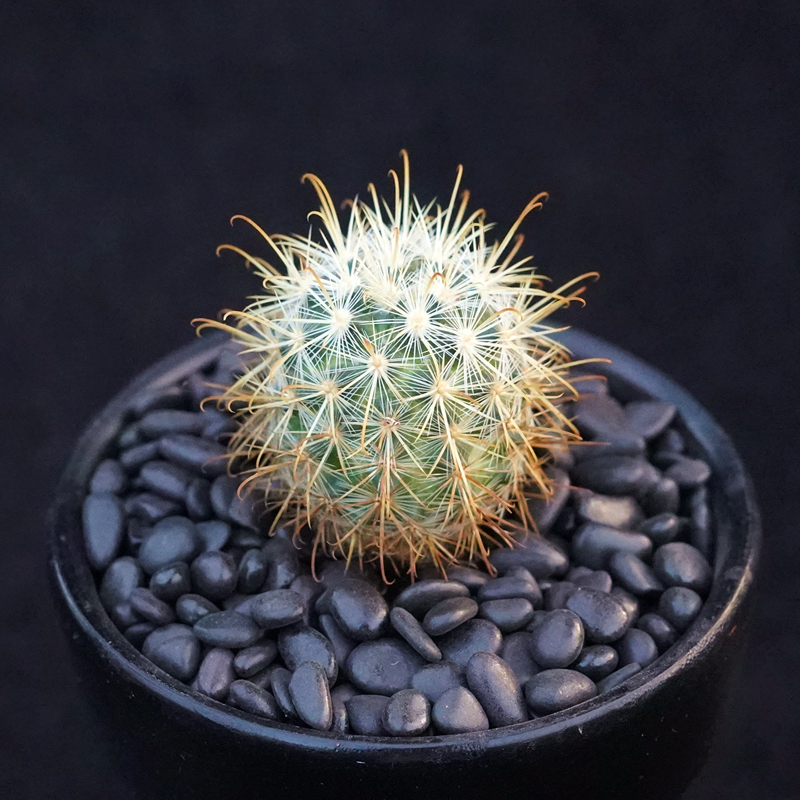 紫光丸乳突球仙人开花美花一物一拍多肉植物多肉植物