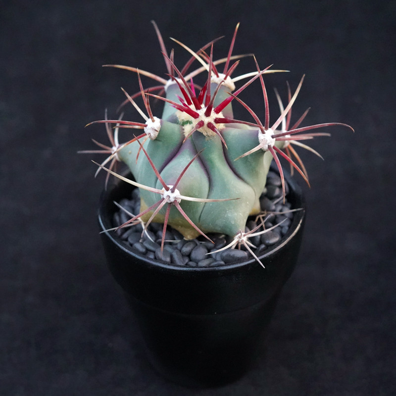 江守玉实生龙冠一物一拍红色狂刺强刺仙人球多多肉植物