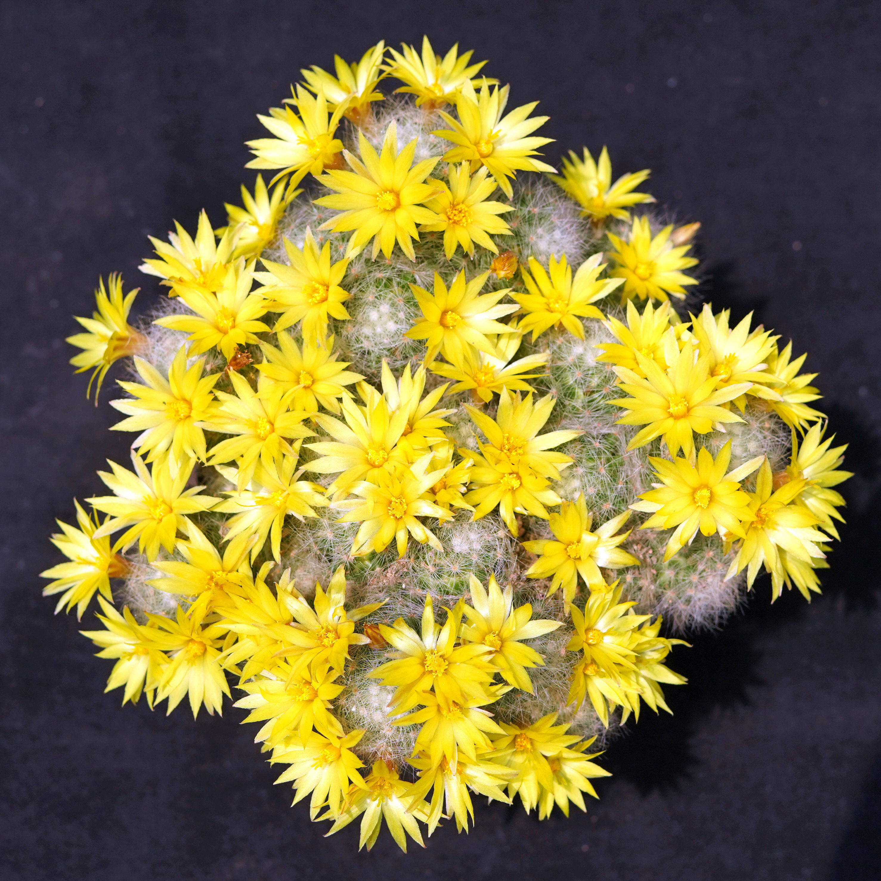 芳香丸缀化软刺不扎手一物一拍开花花香品种多肉植物