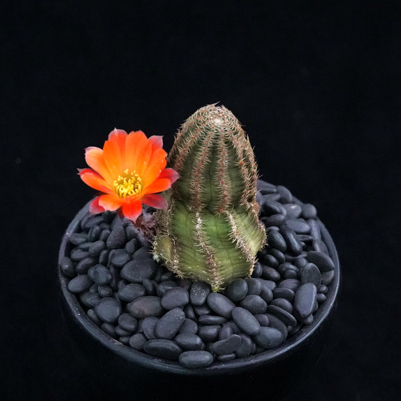 中间丽花实生仙人集合美花群花宝山一物一拍多肉植物