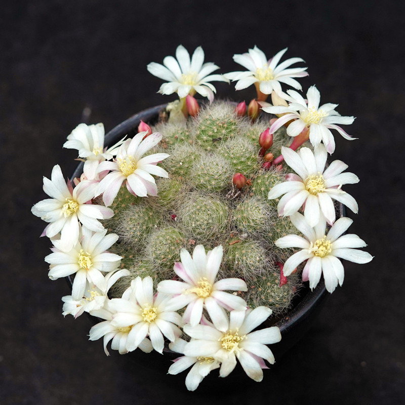 银蝶群生一物一拍宝山子孙球属开花仙人仙人掌多肉植物