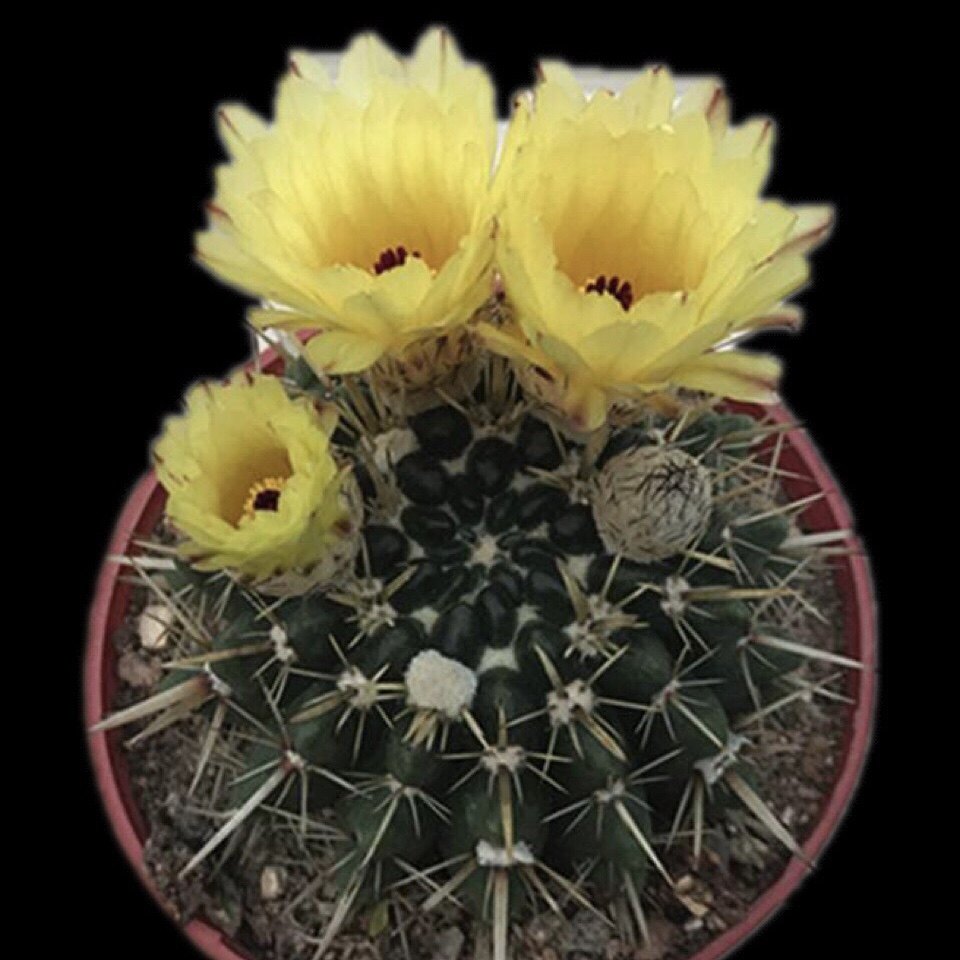 狮子王丸实生仙人球多植物一物一拍开花大花美花多肉植物