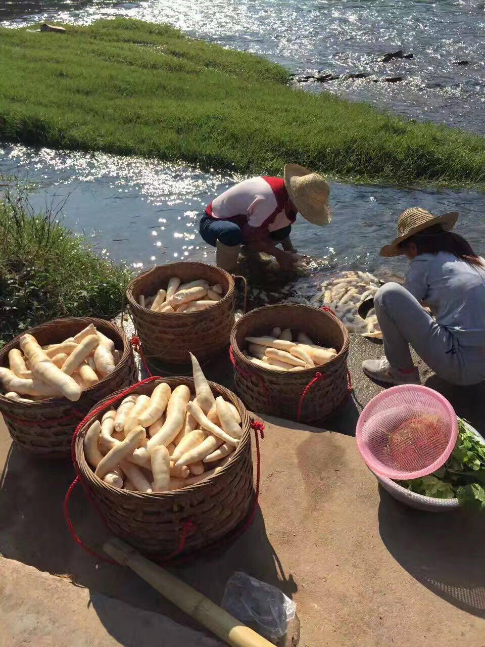 梅州客家特产木薯淀粉树番薯粉芋圆大埔笋粄面粉