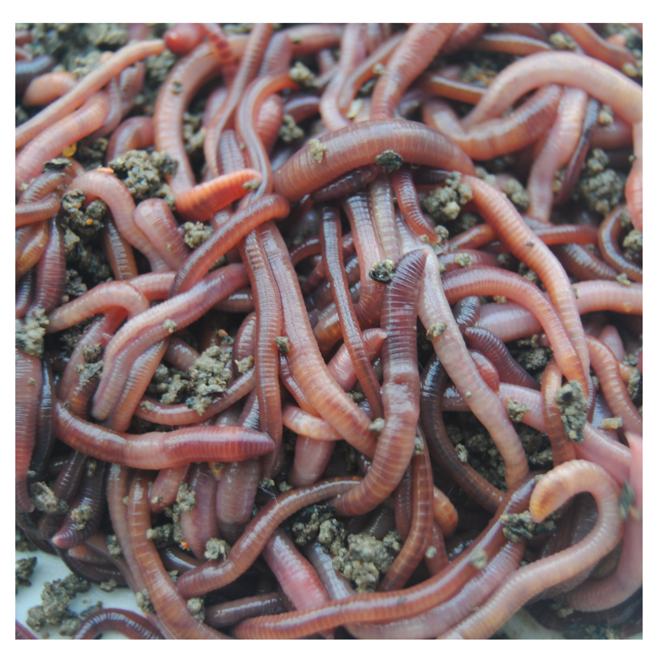 盒装蚯蚓活体鲜活地龙太平二号红蚯蚓鲫鱼罗非台钓饵