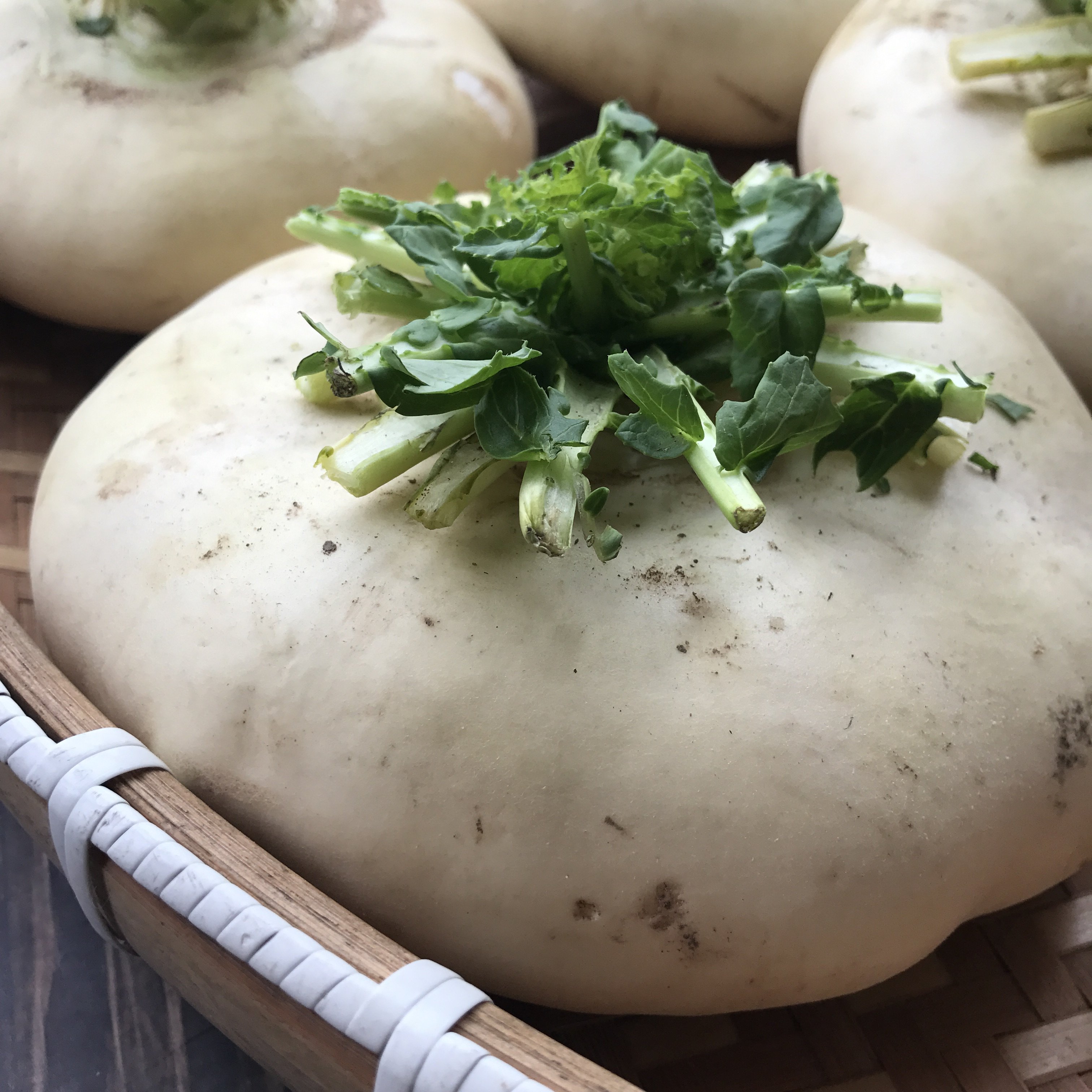 温州盘菜新鲜特产农家盘菜头萝卜大头菜现摘现发萝卜