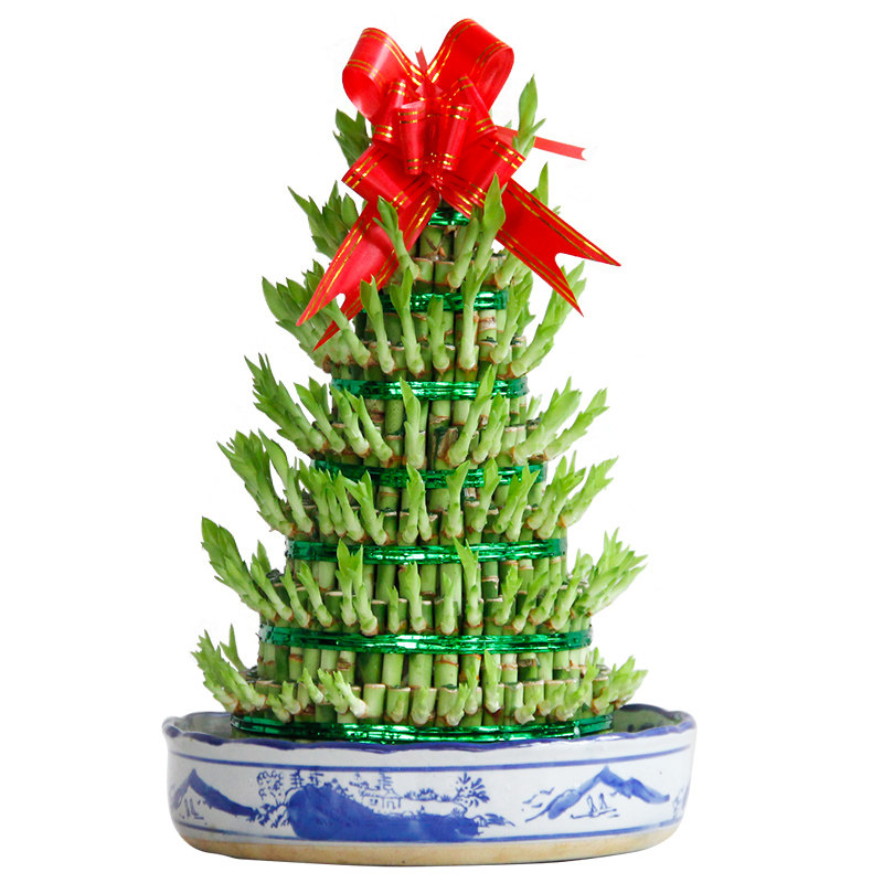 盆栽爱优优尚节节高室内客厅水培植物办公室开业绿植