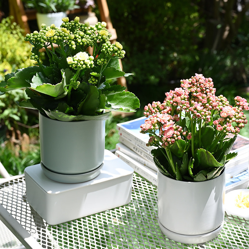 爱优优尚长寿花盆盆栽鲜花绿植客厅办公室开花时令草本花卉