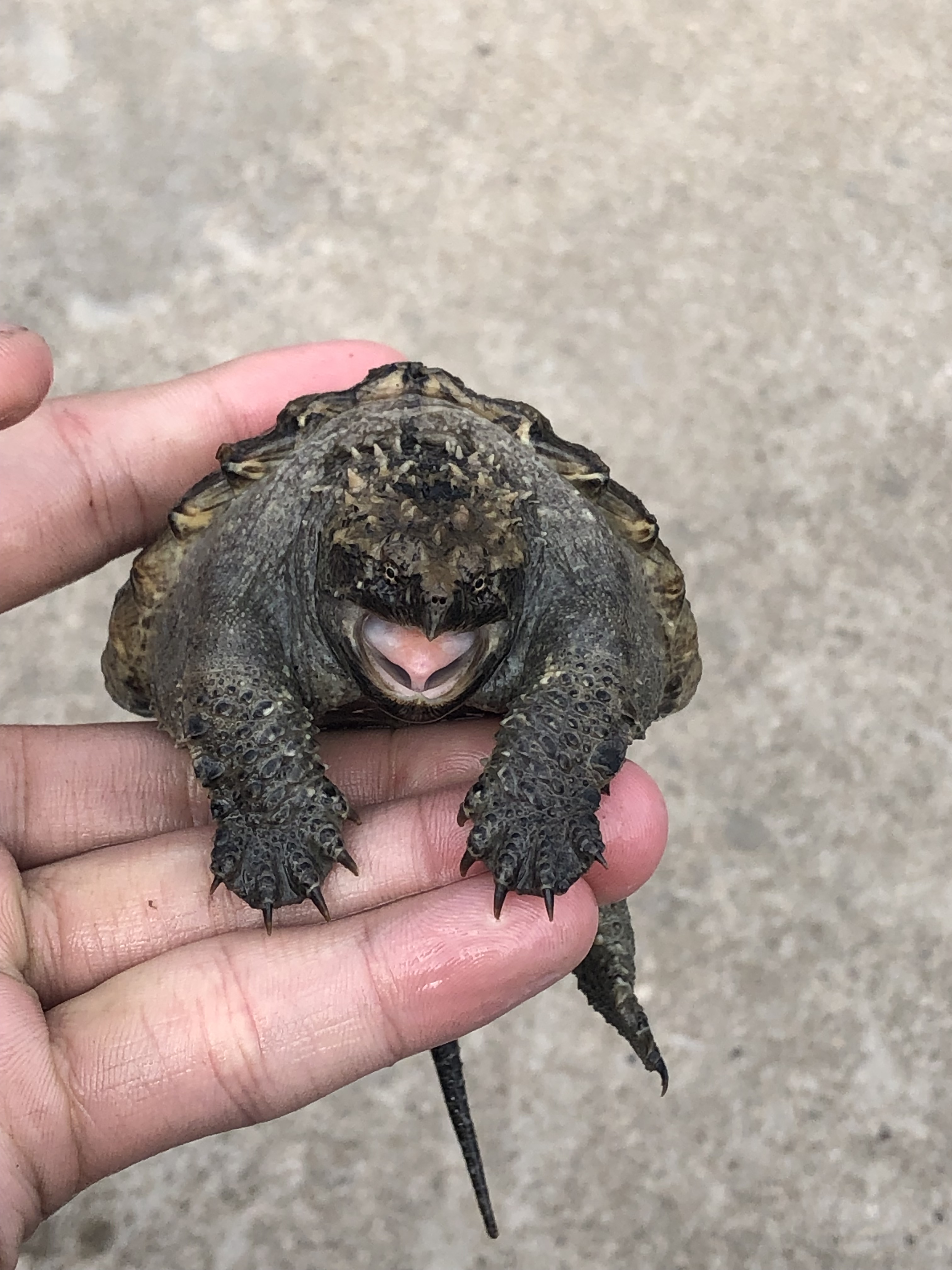 鳄龟龟苗原种纯佛大鳄龟爆鳄鱼小鳄龟佛观赏龟