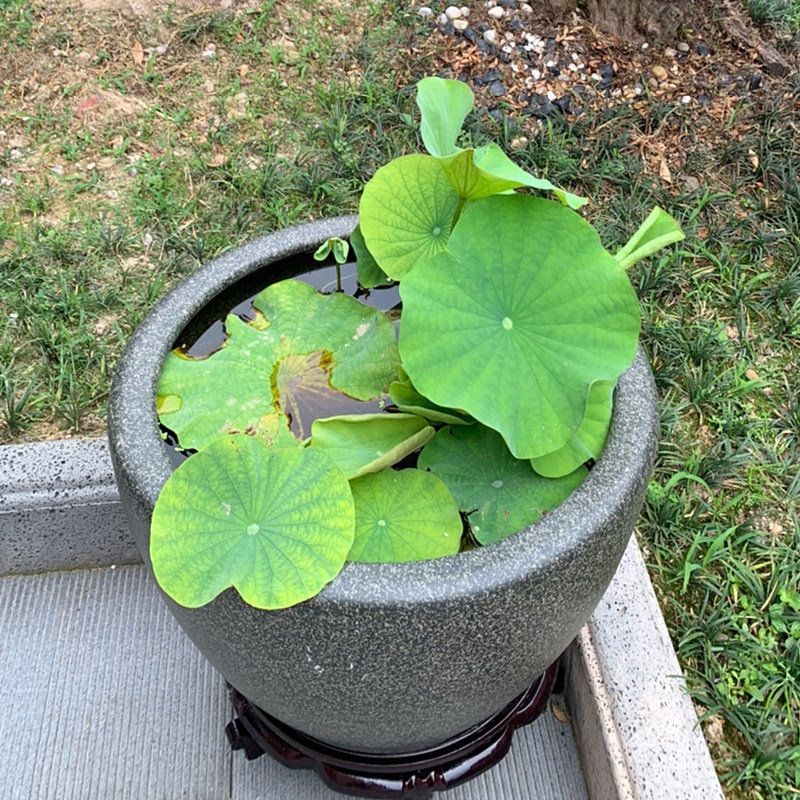 陶瓷鱼缸养鱼水缸庭院老式荷花睡莲乌龟复古鱼缸