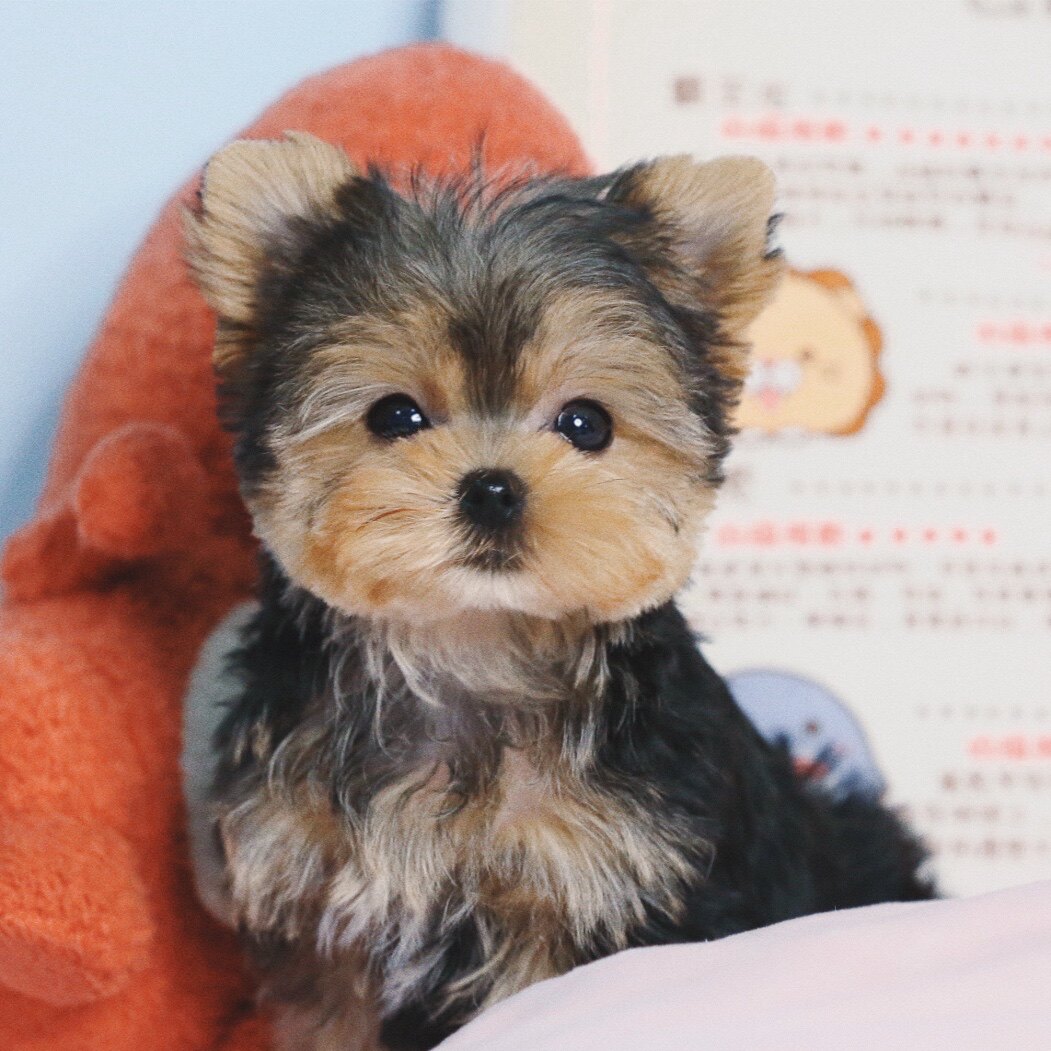 约克云南犬舍纯种夏幼犬小体金头银背金色茶杯兔兔其他