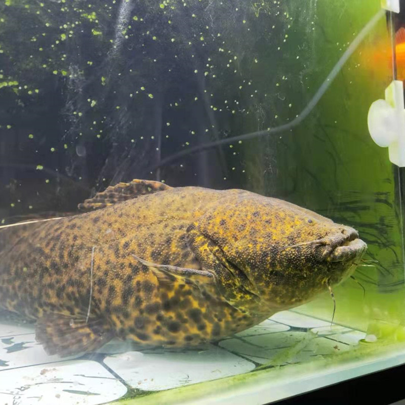 鲸鱼麻花阔嘴大嘴鲸黒肚黑魔鲸绿魔颈鳍鲶科鱼