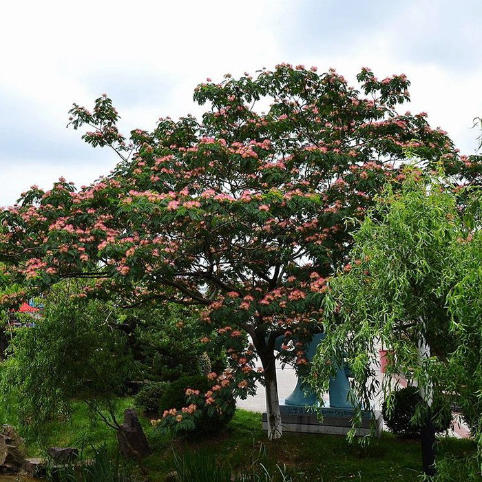 树苗合欢园林绿化苗木庭院植物花苗绒花行道行道树行道树