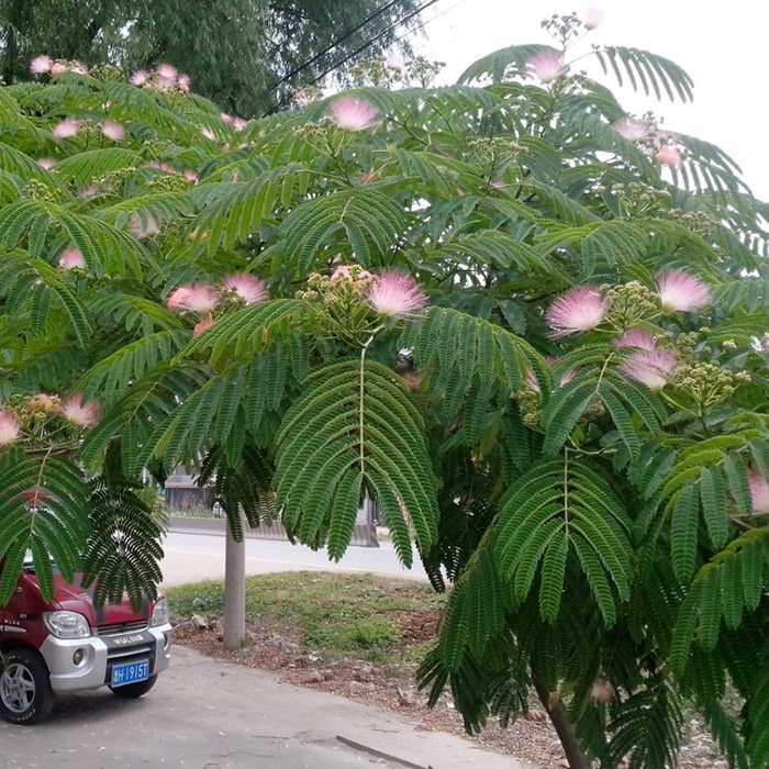 树苗合欢园林绿化苗木庭院植物花苗绒花行道行道树行道树