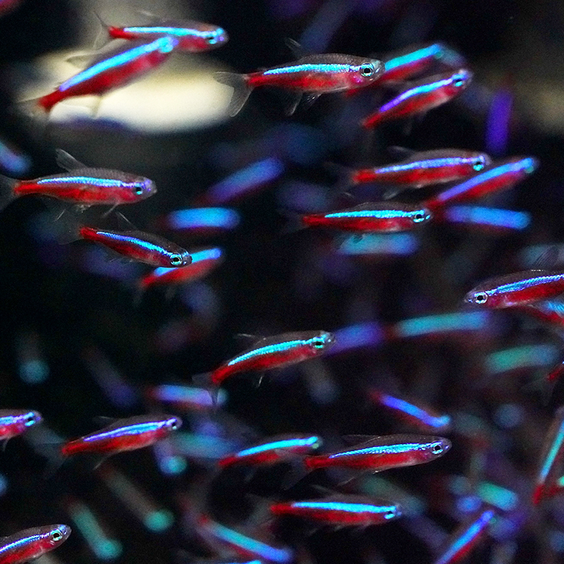 宝莲灯灯笼观赏热带鱼活体淡水大号草缸鱼缸游鱼鱼