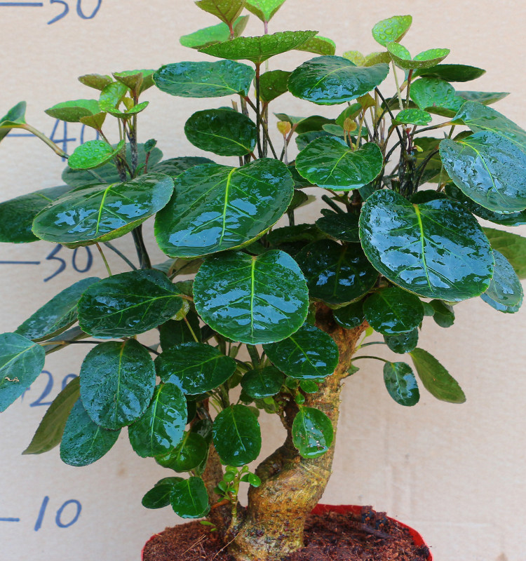 圆叶福禄盆栽净化空气树桩盆景室内阳台客厅四季绿植