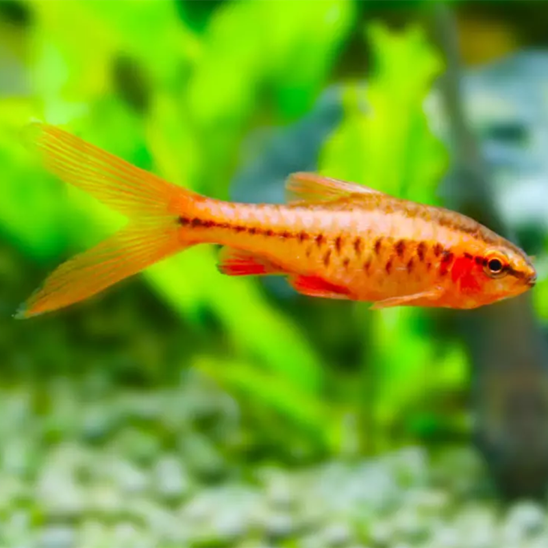 源鱼水族长尾红玫瑰热带鱼淡水樱桃灯灯活体观赏鱼