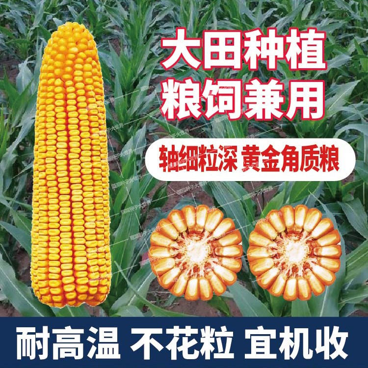 国审高产新品种玉米种子矮杆大棒细轴苞米南北方家庭园艺种子