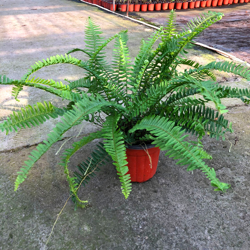 肾蕨盆栽热带雨林观叶植物植物阳台客厅办公室承担绿植绿植