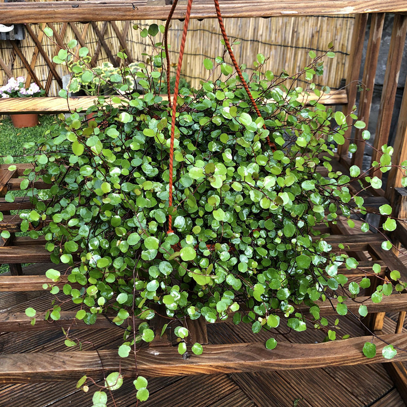 千叶兰盆栽阳台庭院客厅垂吊花卉净化空气甲醛吊兰绿植