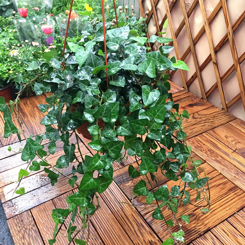 心形常春藤盆栽室内净化空气垂吊绿植甲醛吊兰四季绿植