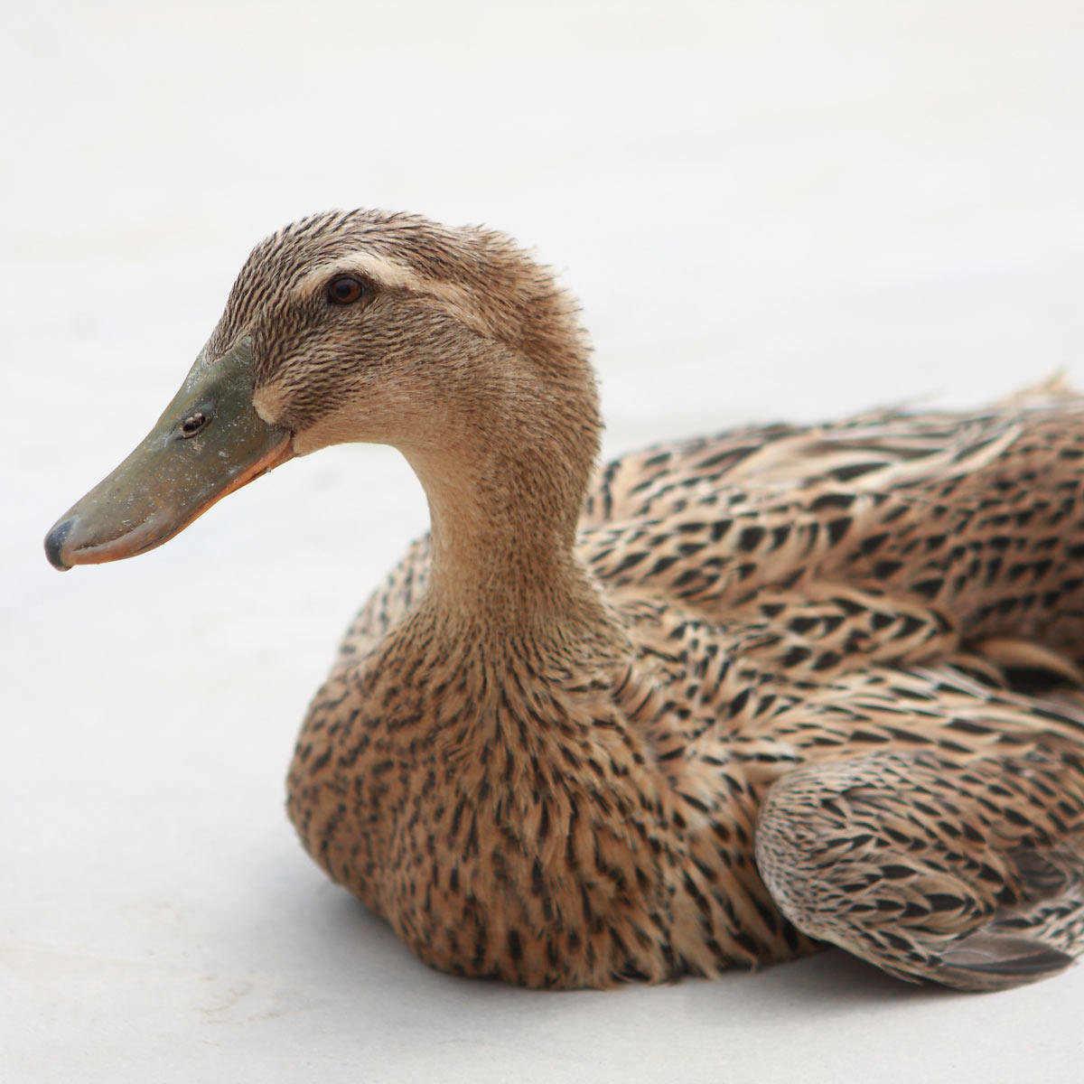 老鸭鸭子2年农家散养土鸭麻鸭水鸭新鲜鸭肉鸭肉