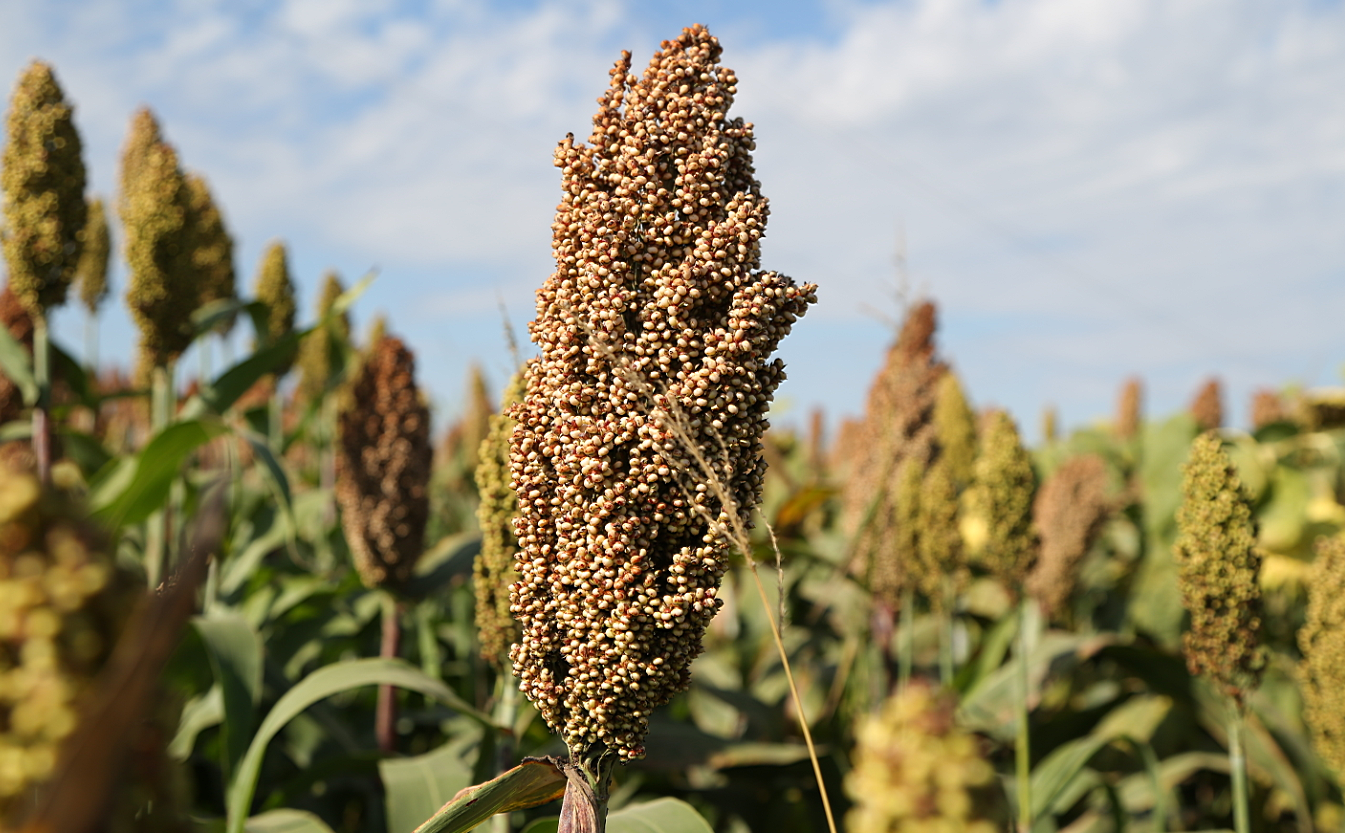 高粱米2022年东北黑龙江五常新鲜酿酒特色米