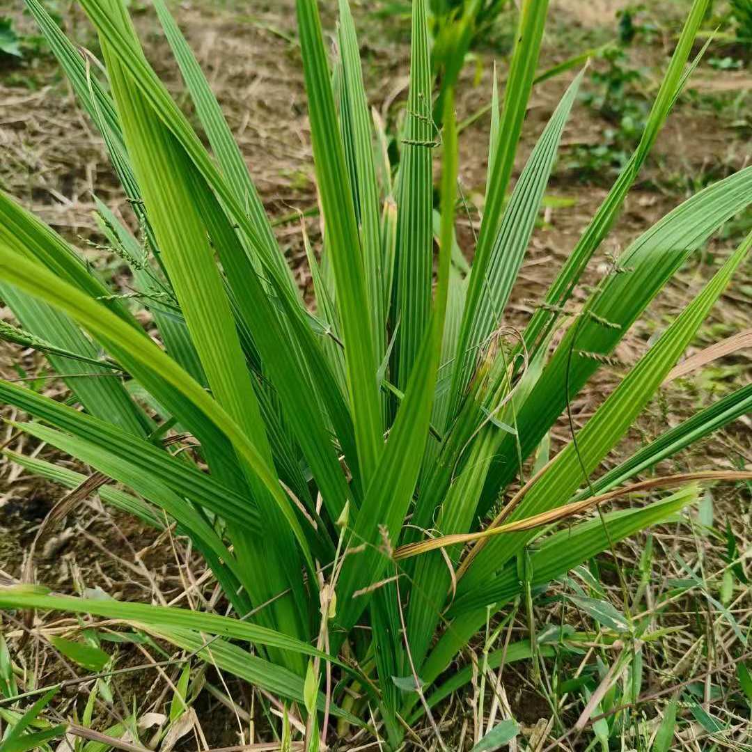 新鲜小红蒜根中药材红葱头百步还阳红血葱非调料红葱头包邮