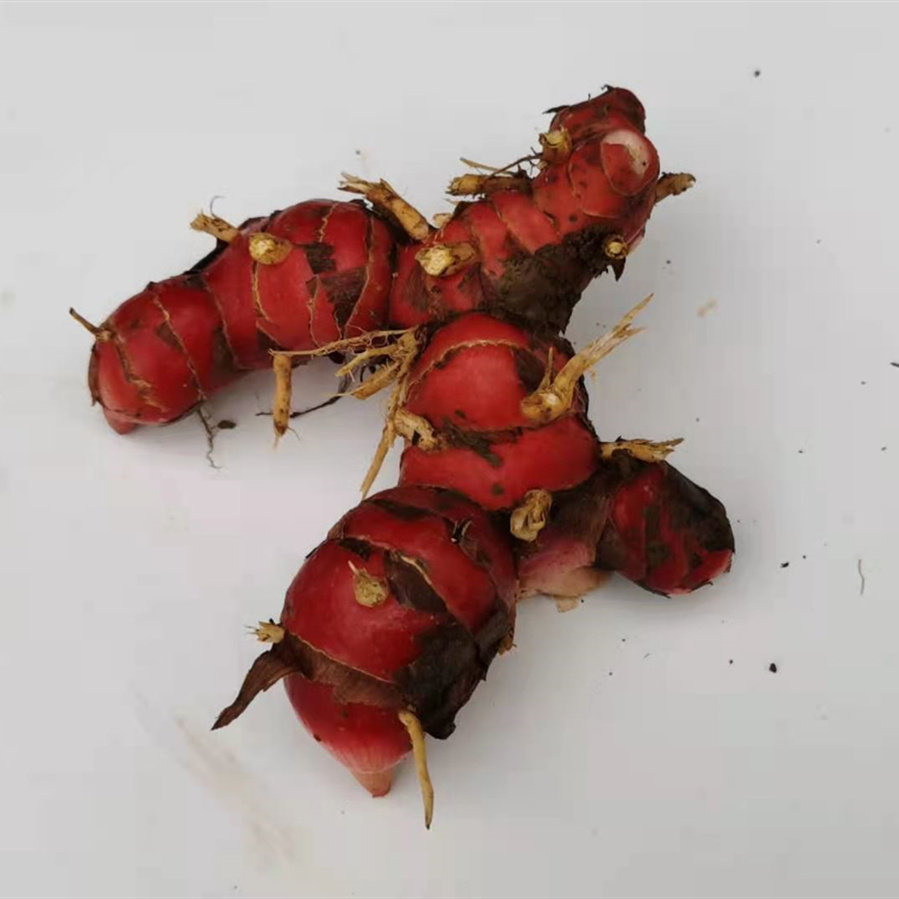 新鲜南姜山galangal冬阴功汤东南亚料理潮汕牛肉火锅生姜