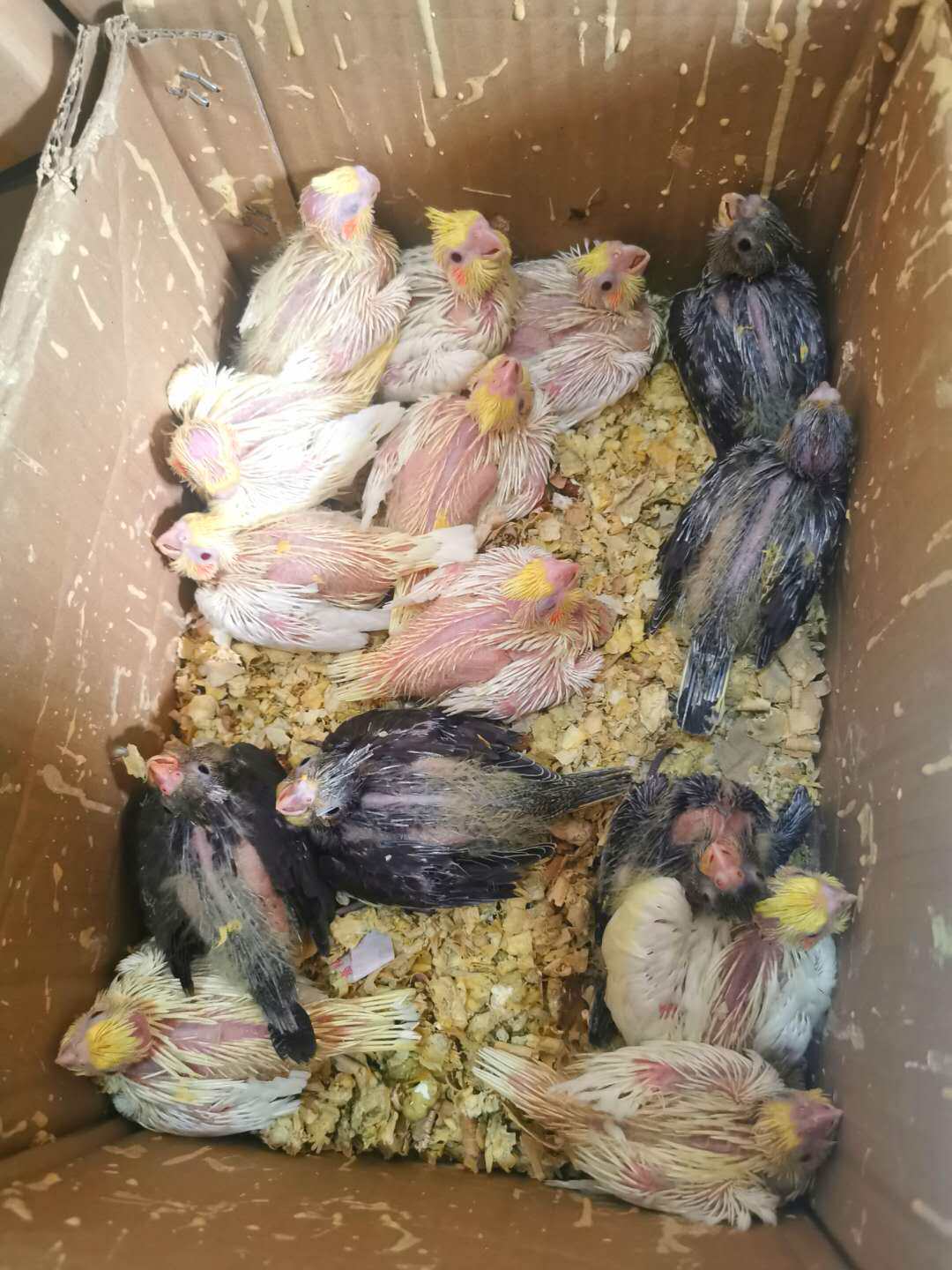 玄凤鹦鹉宠物黄化情侣幼鸟手雏鸟活鸟粮活说话鸟