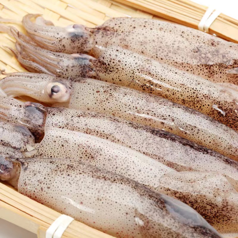 海兔兔子满籽新鲜活笔管鱼带海鲜鲜冻全籽籽乌笔管鱼