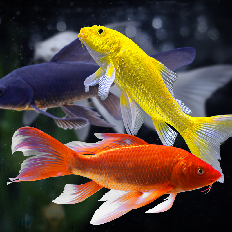 锦鲤鲤鱼活鱼淡水招财鱼苗好养耐活练手冷水鱼