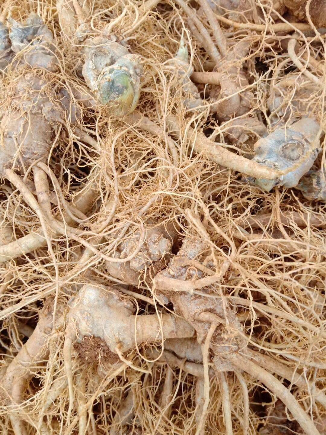 三七正宗云南文山新鲜田七500克泡酒煲汤现挖三七