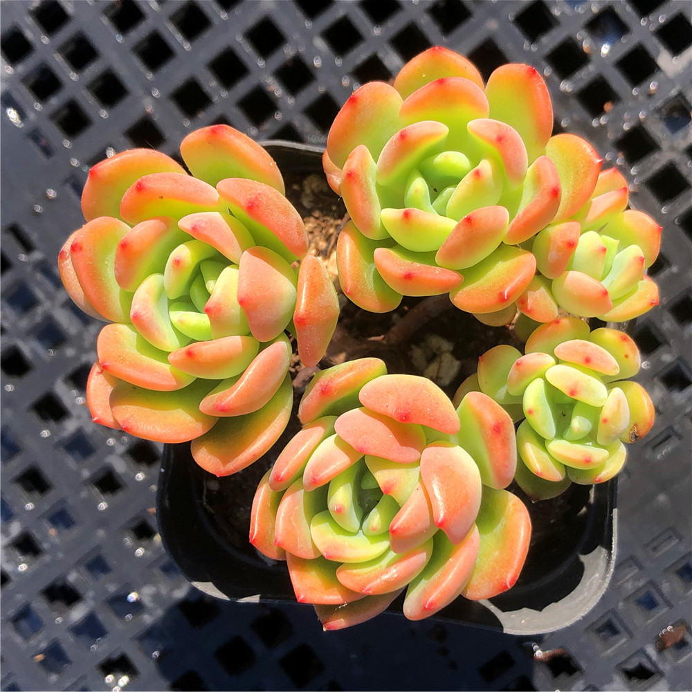 芬达多肉植物群生多头进口货红化妆肉肉办公多肉植物