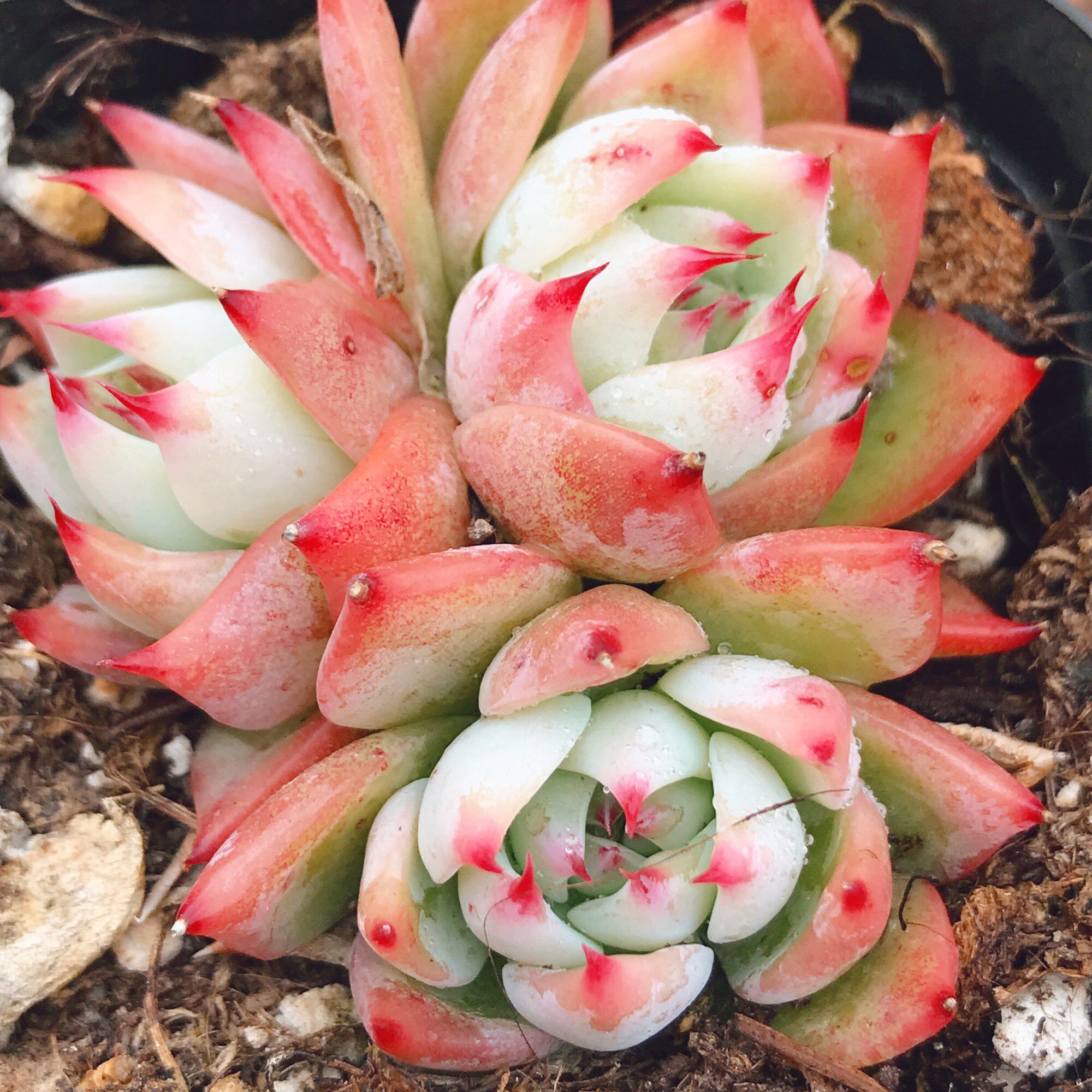 精品水蜜桃多肉植物盆栽桃太郎蜜桃吉娃娃阳台卧室吸甲醛肉肉花卉
