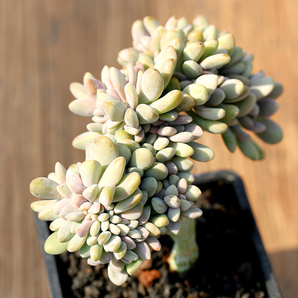 老桩缀化醉美人带板子多植物盆栽办公办公桌桌面多肉植物