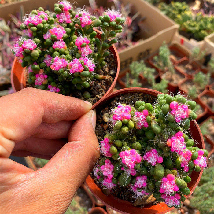 彩色茶笠多头稀有有小货多植物盆栽办公室桌面多肉植物