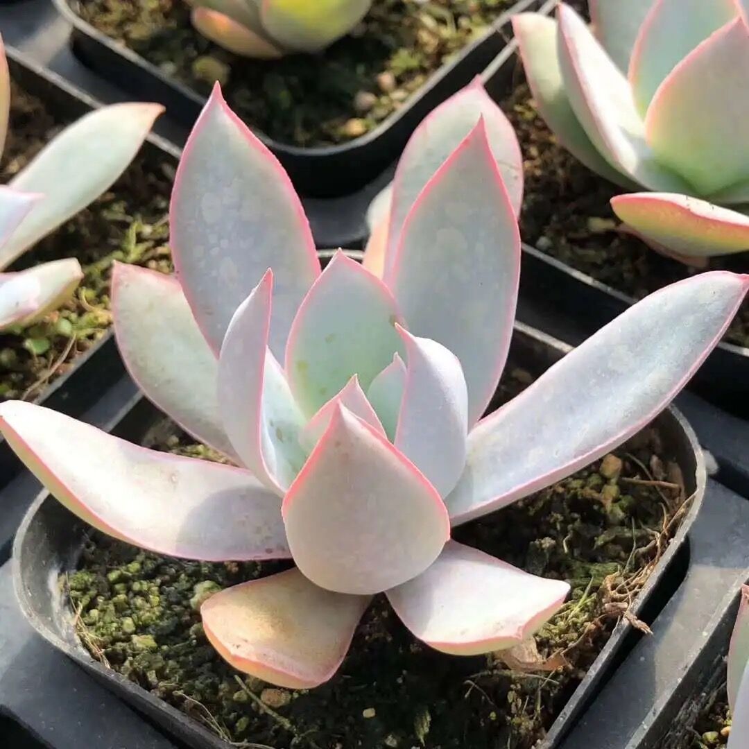 仙气凤凰精灵多肉植物盆栽花卉广寒宫钢叶晚霞多肉植物