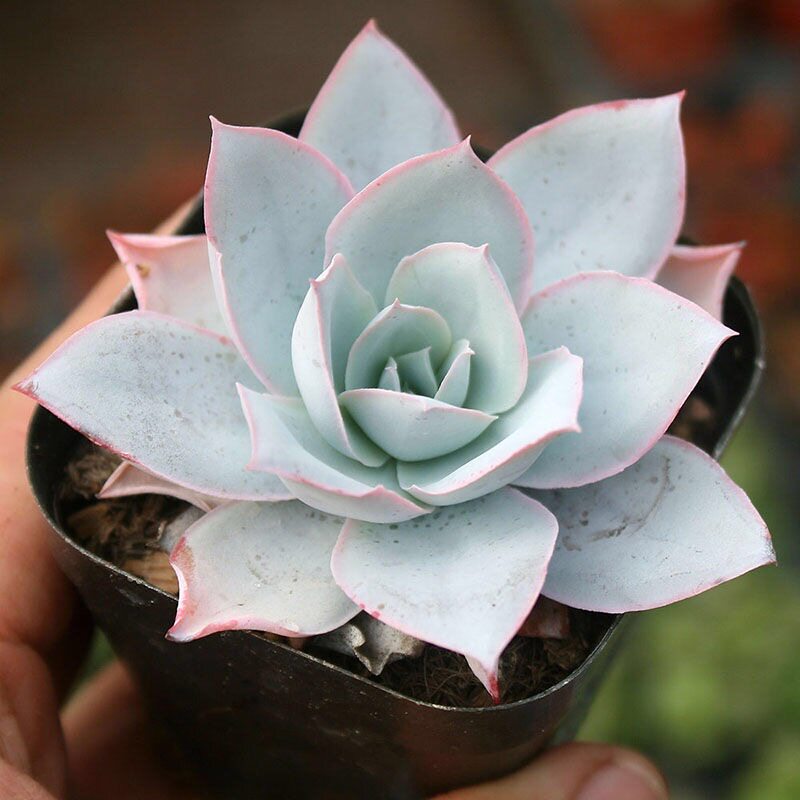 仙气凤凰精灵多肉植物盆栽花卉广寒宫钢叶晚霞多肉植物