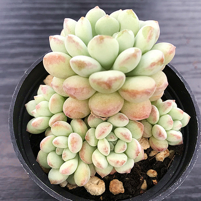 萌豆小红红蛋多肉植物珍珠盆栽办公桌室内阳台多肉植物