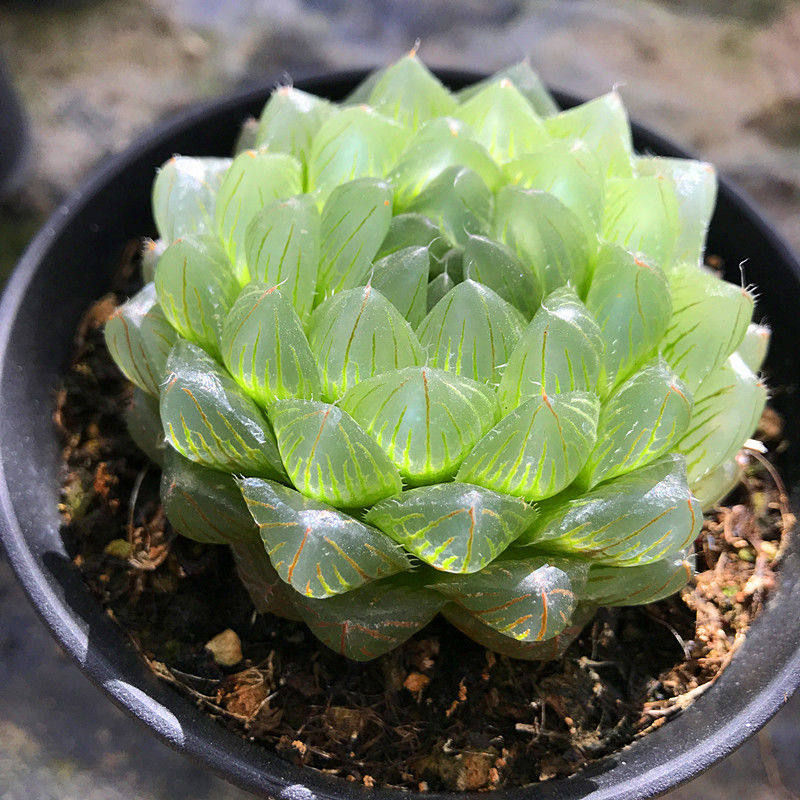 冰川玉露多肉植物盆栽水晶钢丝球肉办公桌卧室多肉植物