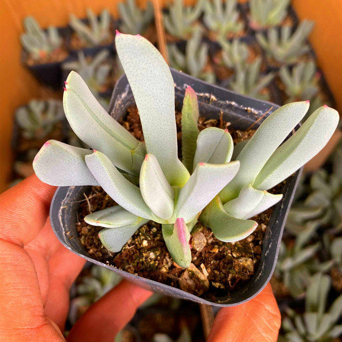 钳子虾钳蟹钳多肉植物盆栽番杏科肉锥少将大枪多肉植物