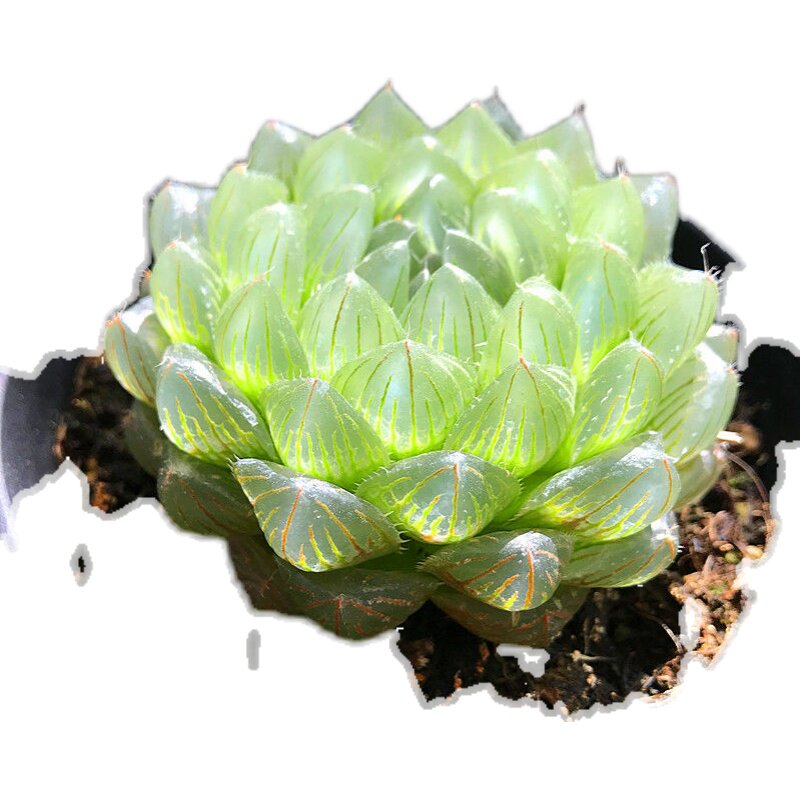 冰川玉露多肉植物盆栽水晶钢丝球肉办公桌卧室多肉植物