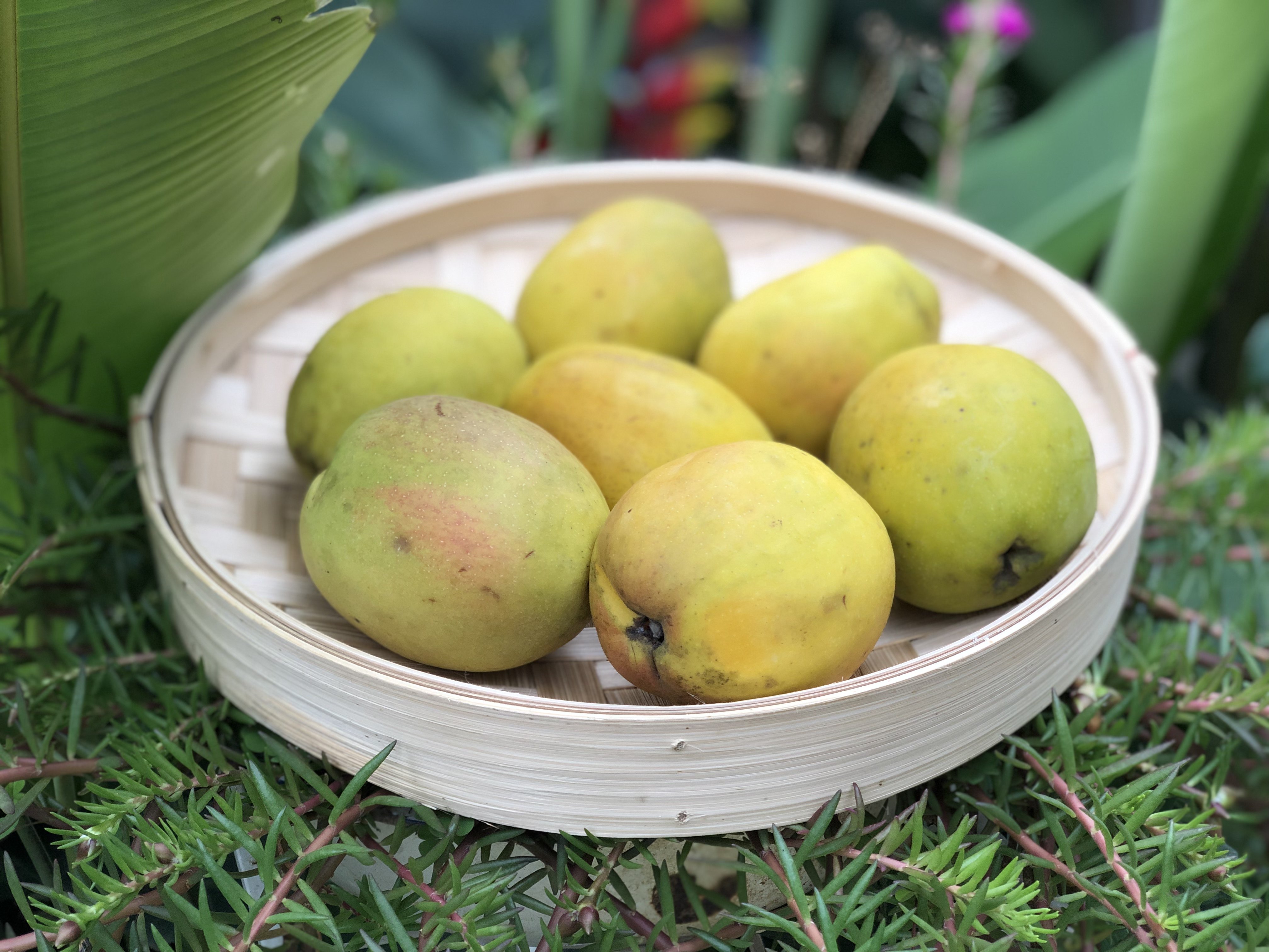 云南木瓜野生孕妇时令水果新鲜特产包邮5斤装木瓜