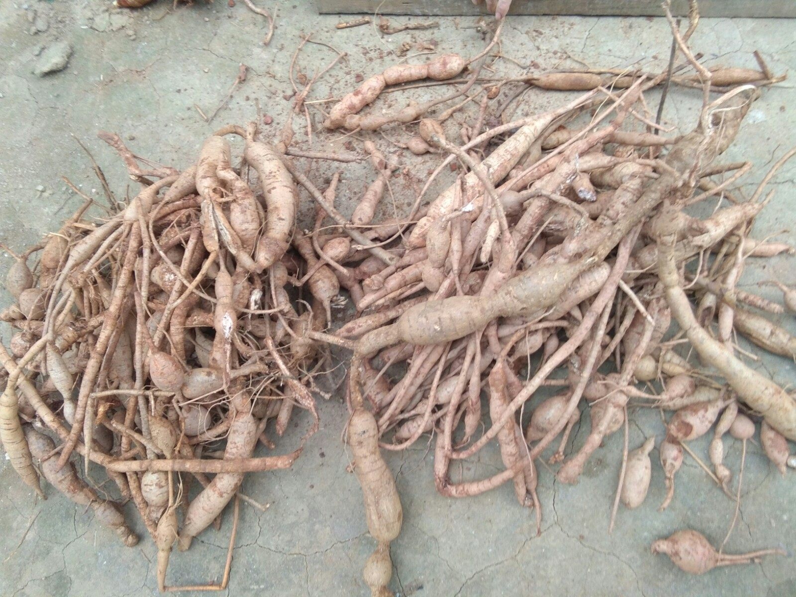 广西西牛大力食用新鲜薯根黄皮金钟罩泡酒煲汤传统滋补品其他