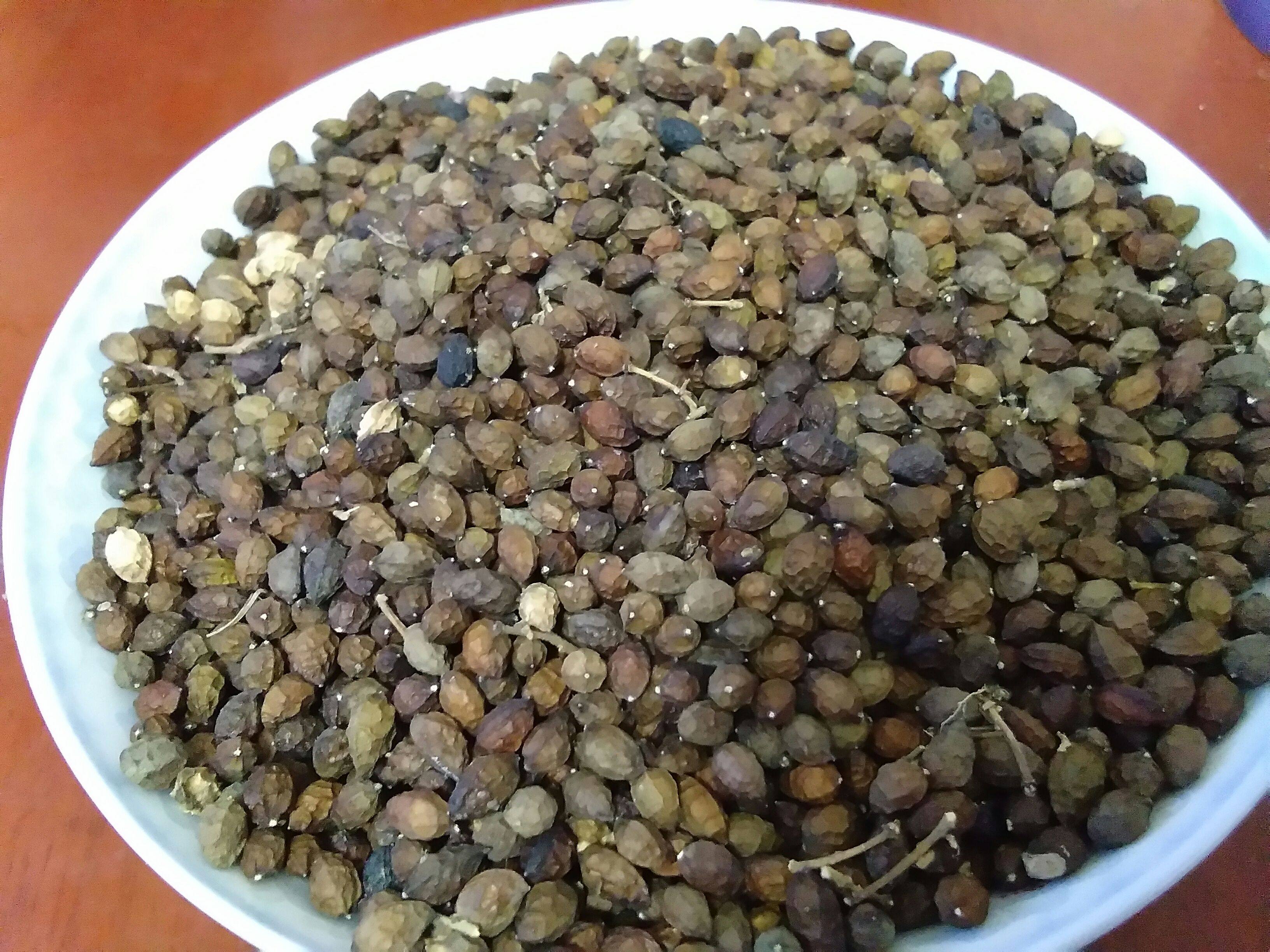 鸦胆子 500g 鸦胆子 苦参子 鸭蛋子 丫蛋子 鸭胆子野生干货包满意