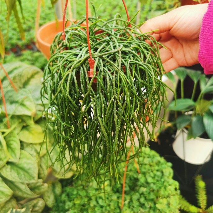 丝苇雨林附生植物珊瑚仙人掌扁叶室内垂吊盆栽绿植