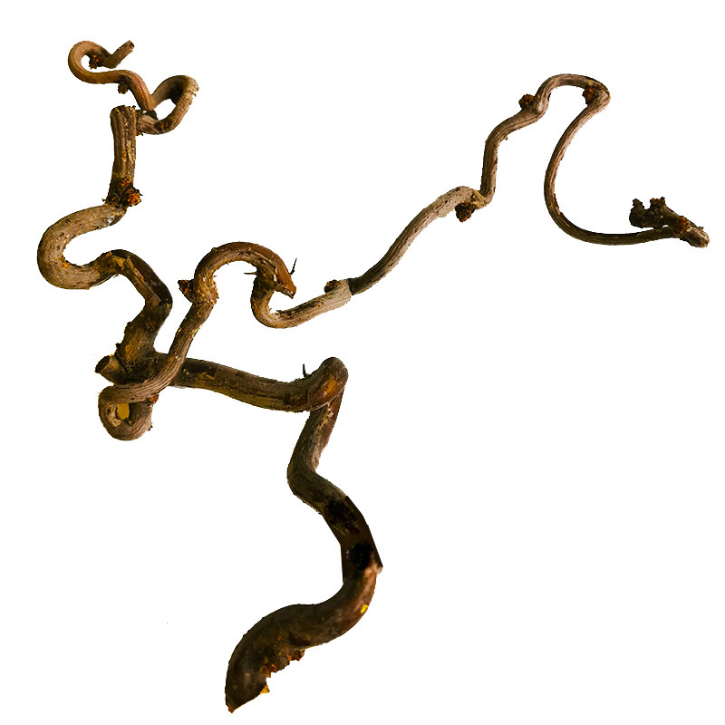 龙枣枝插花花道枝条主使枝手工diy创意材料天然森系造型分杈枯枝